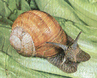 chiocciola